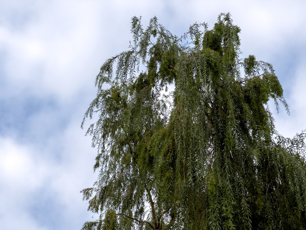 a tall tree with many branches