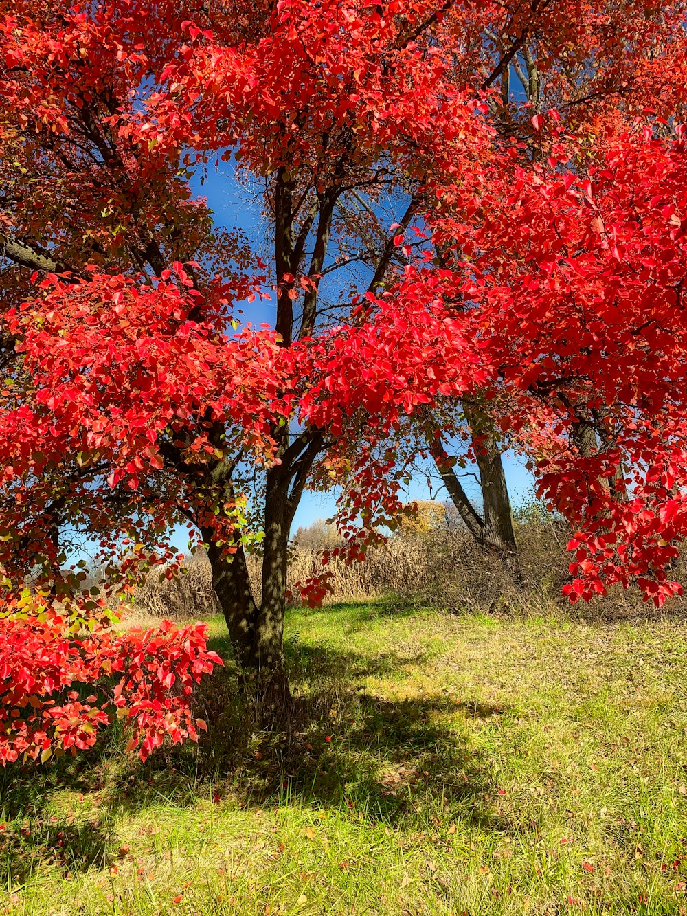 a group of trees with red leaves