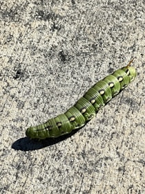 A large green caterpillar with distinctive black and white markings along its segmented body crawls across a rough, textured concrete surface.