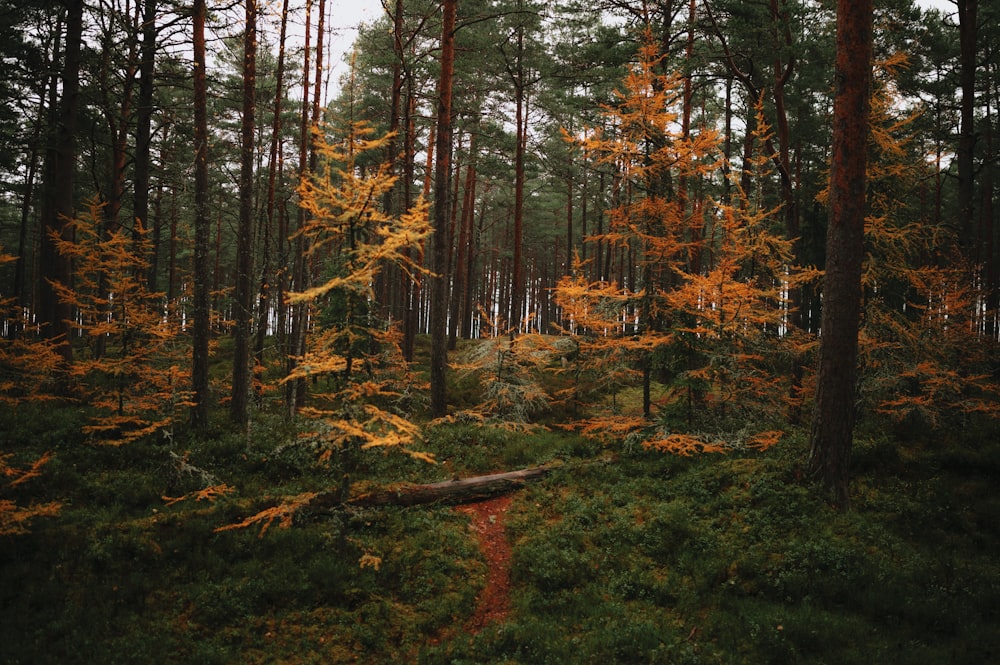 a forest with trees and plants