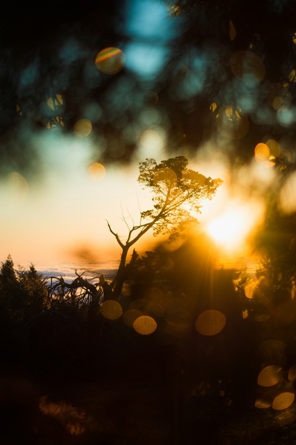 a tree with the sun behind it