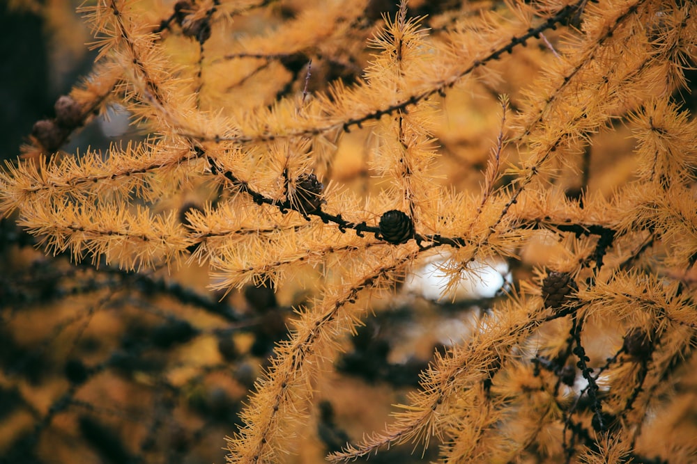 a close up of a tree branch