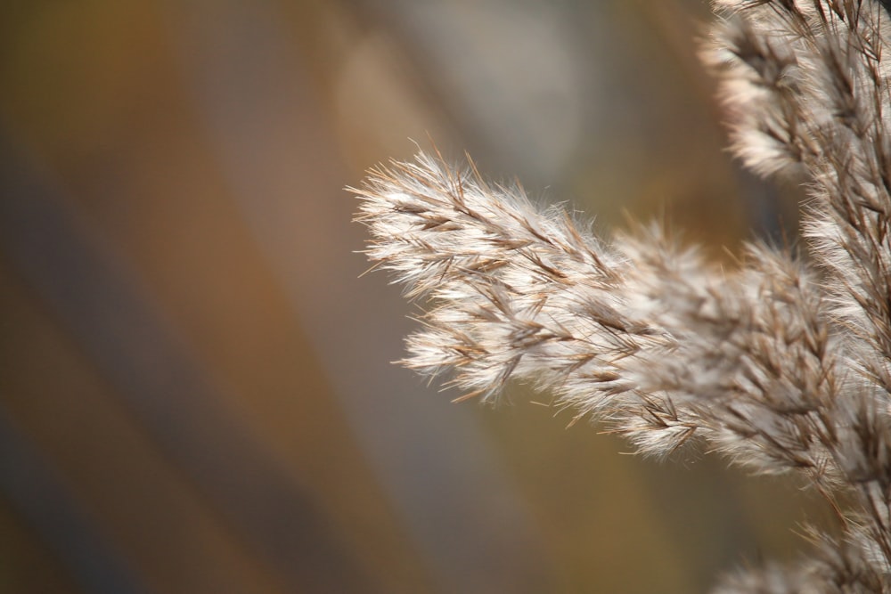 a close up of a plant