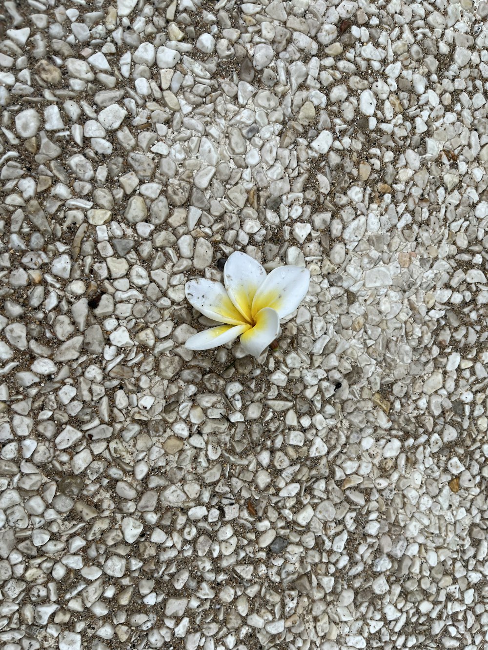 a flower on a rocky surface