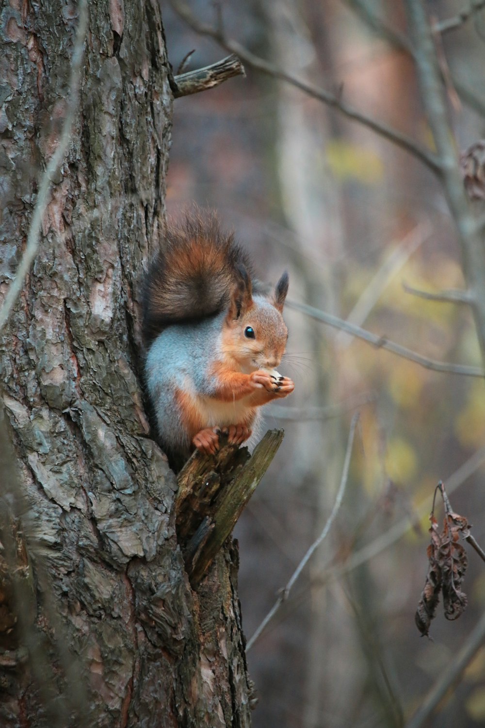 a squirrel on a tree