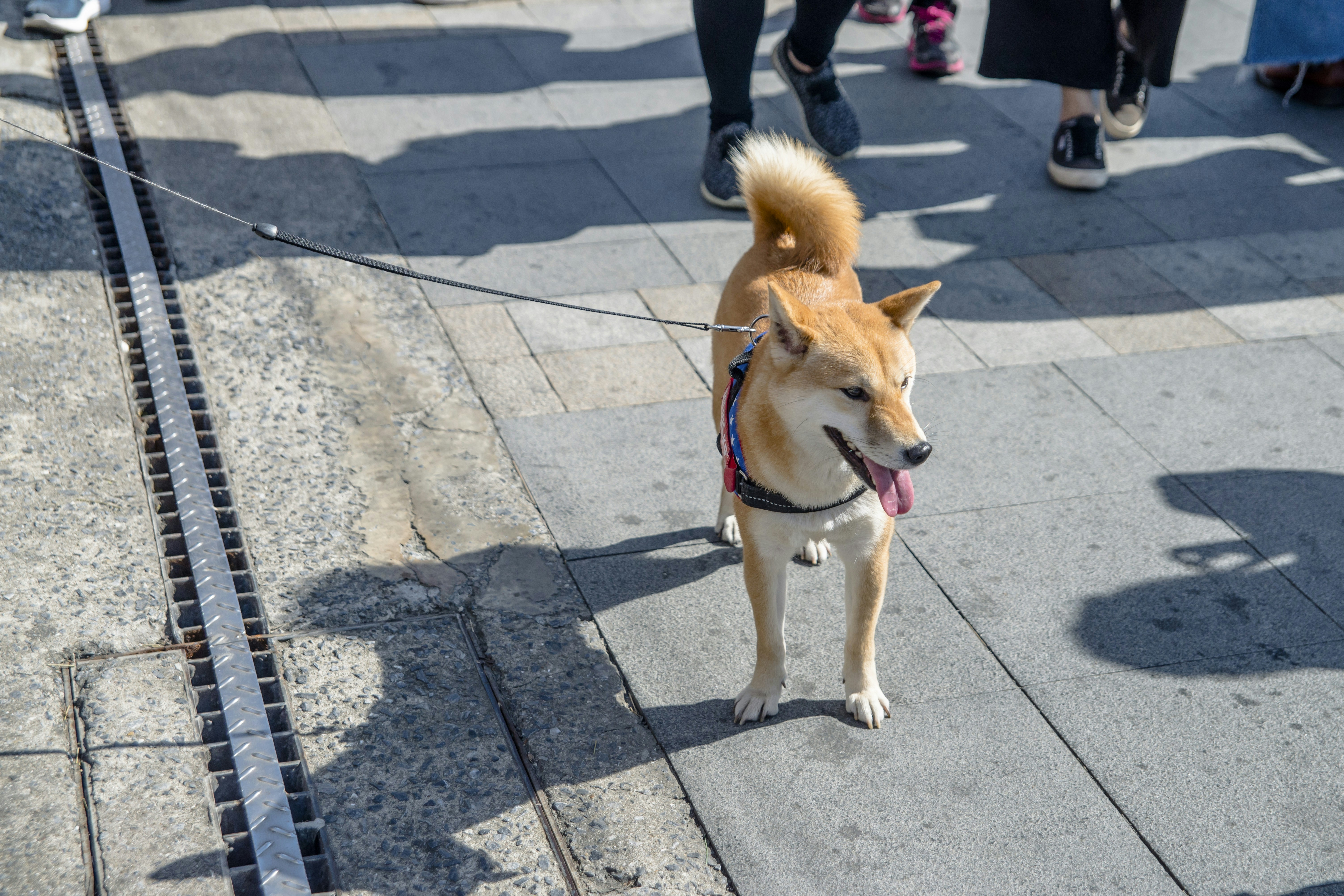 Track Every Step with Queva Pets