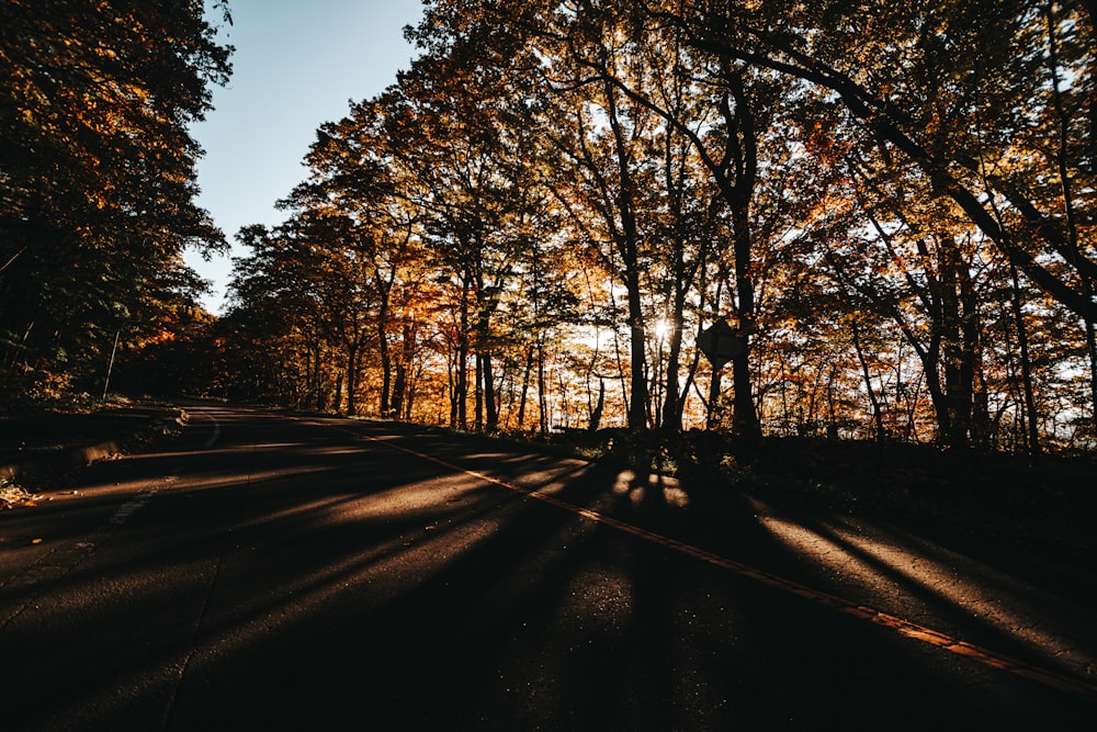 a road with trees on either side