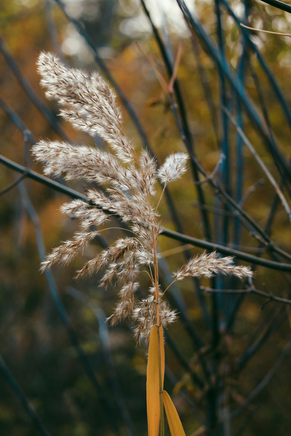 a close up of a plant