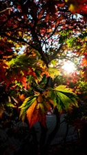 Sunlight filtering through autumn leaves, highlighting nature's rhythm.