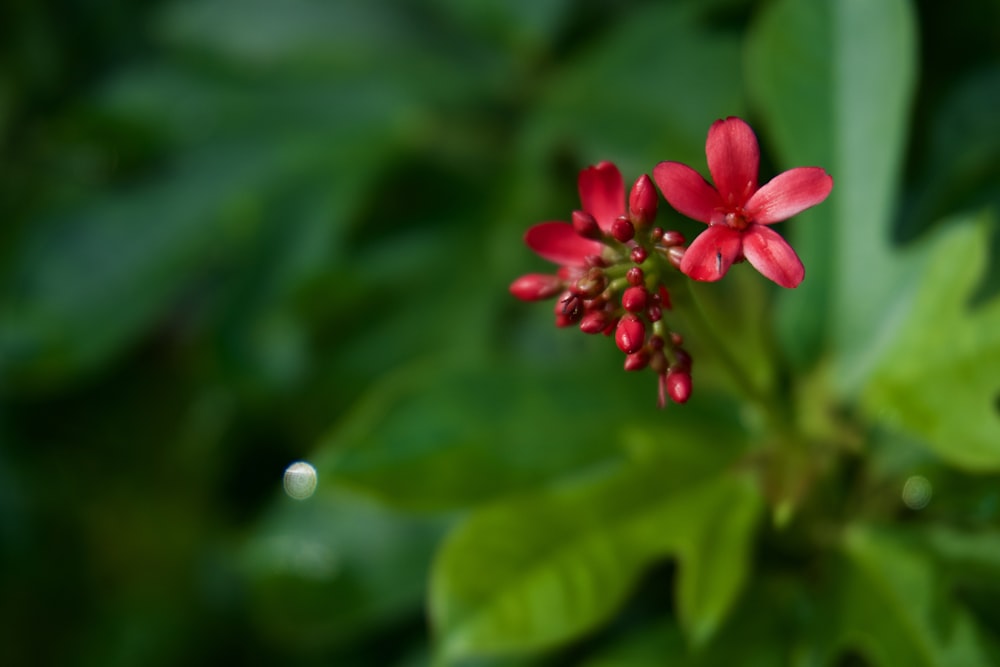 a close up of a flower