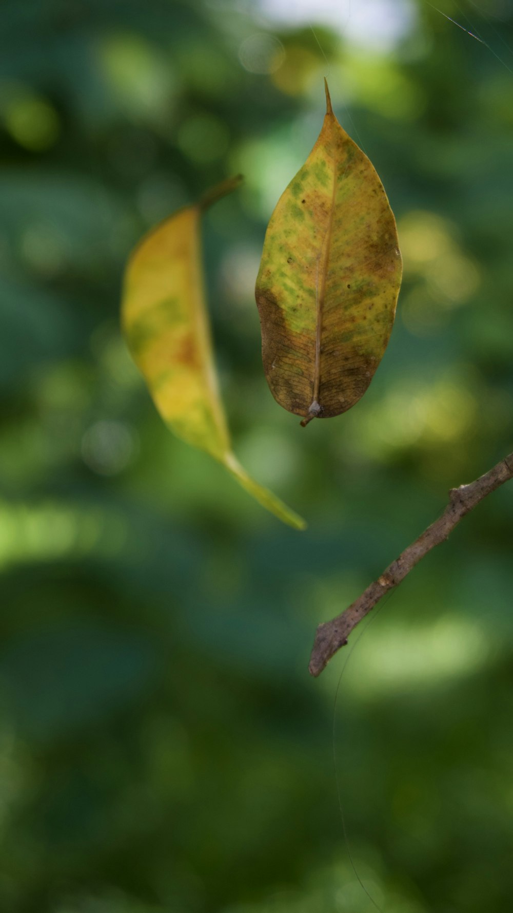 a couple of leaves on a branch