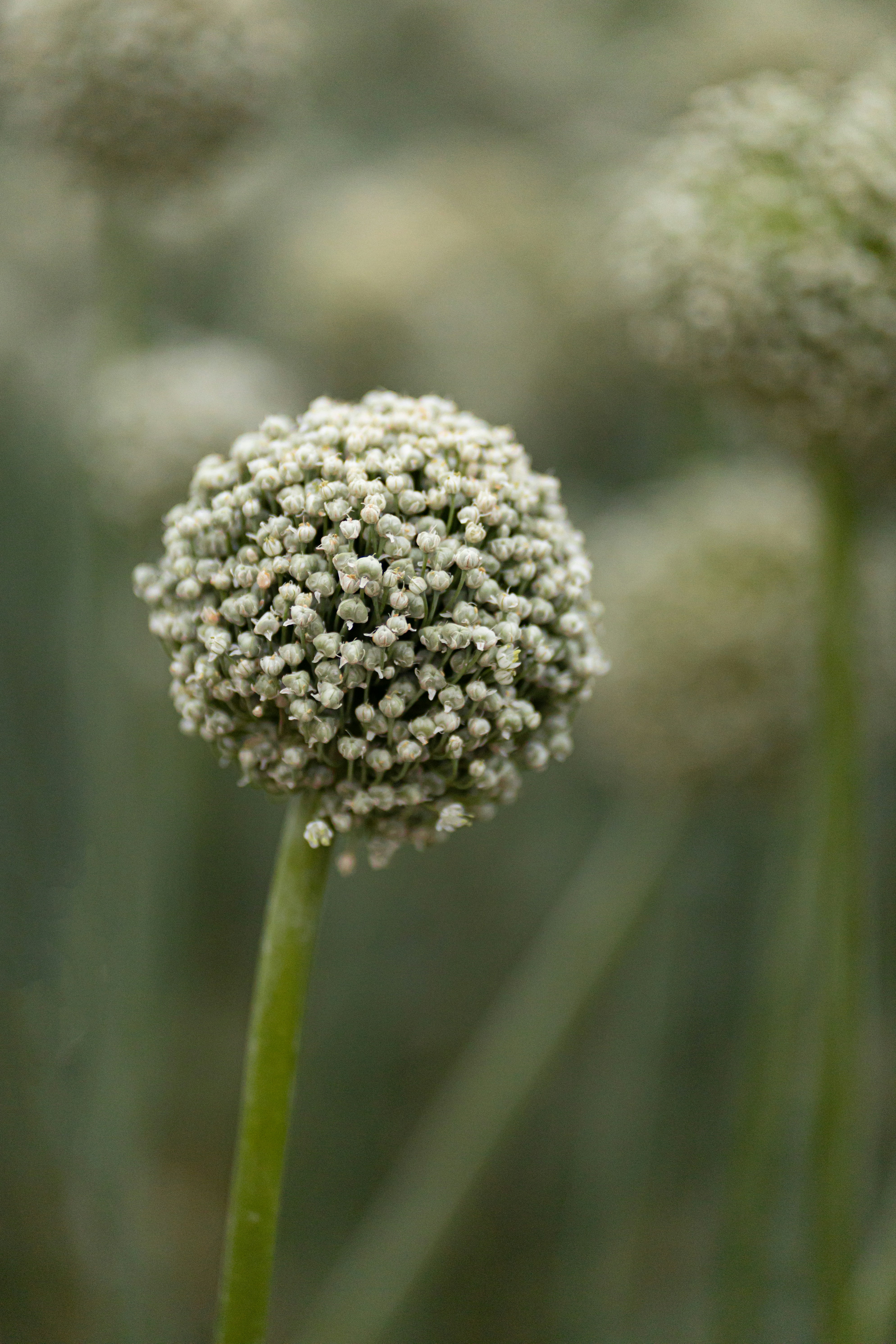 Photo by rohollahsaberi