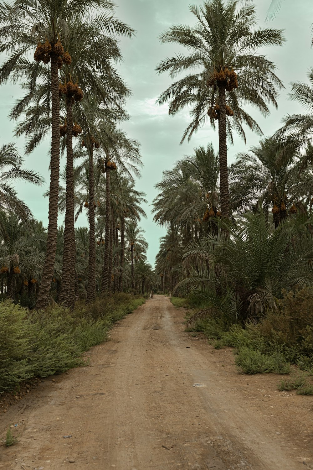 un camino de tierra con palmeras a ambos lados