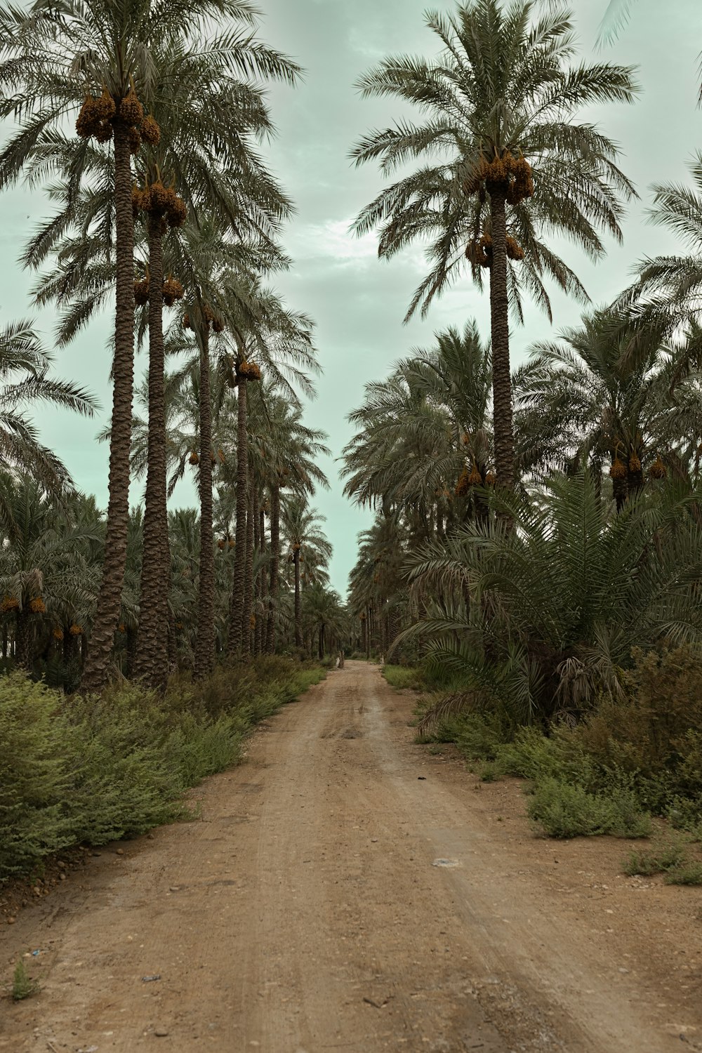 a dirt road with palm trees on either side of it