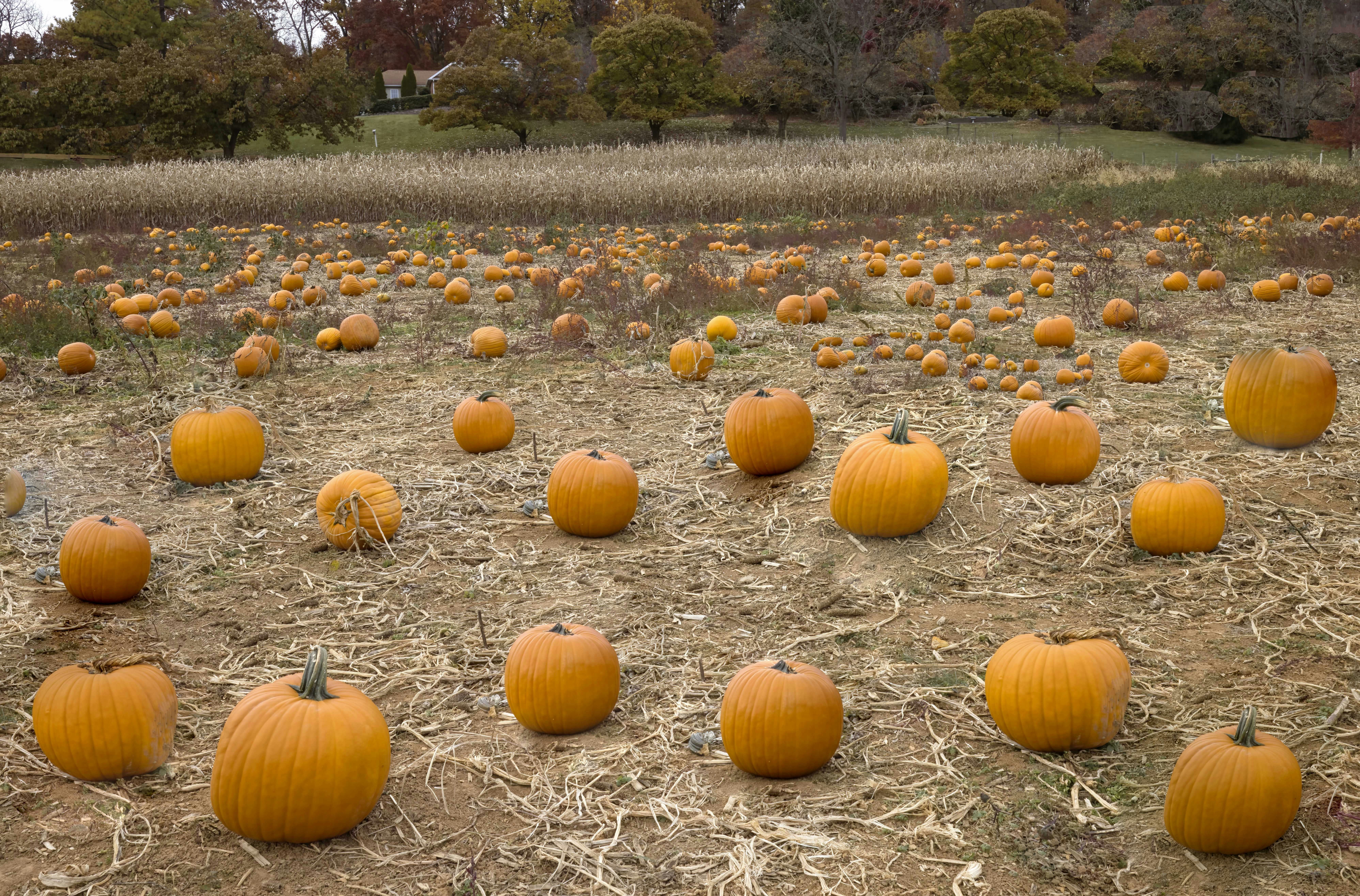 a field of orange pumpkins
