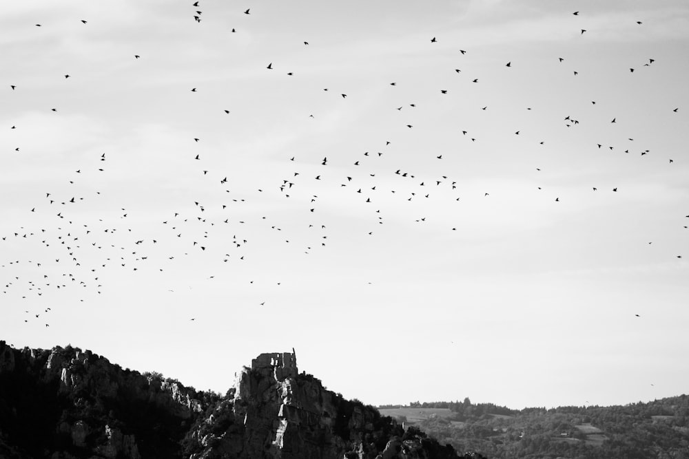 a flock of birds flying