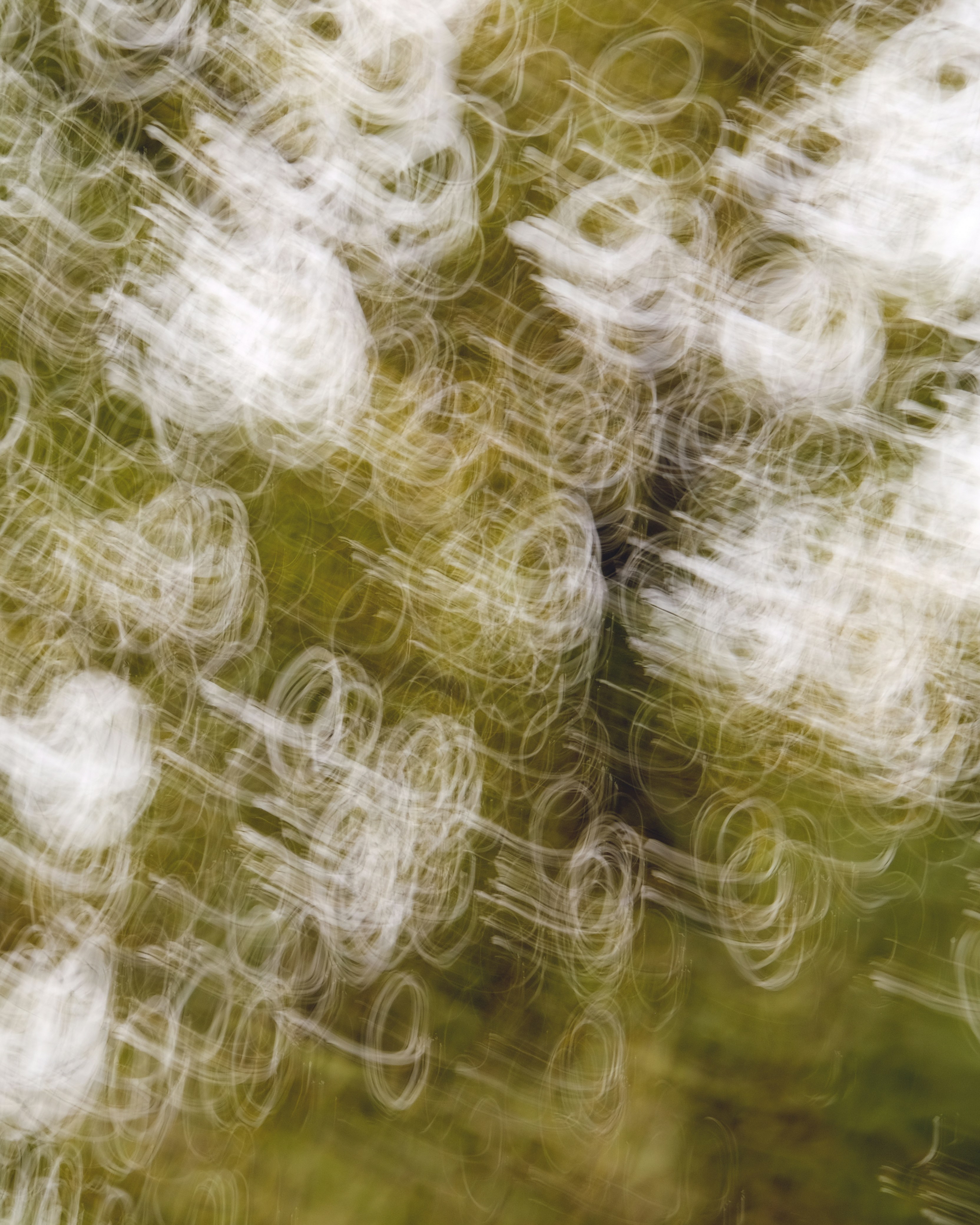 Eine Nahaufnahme von Löwenzahnsamen