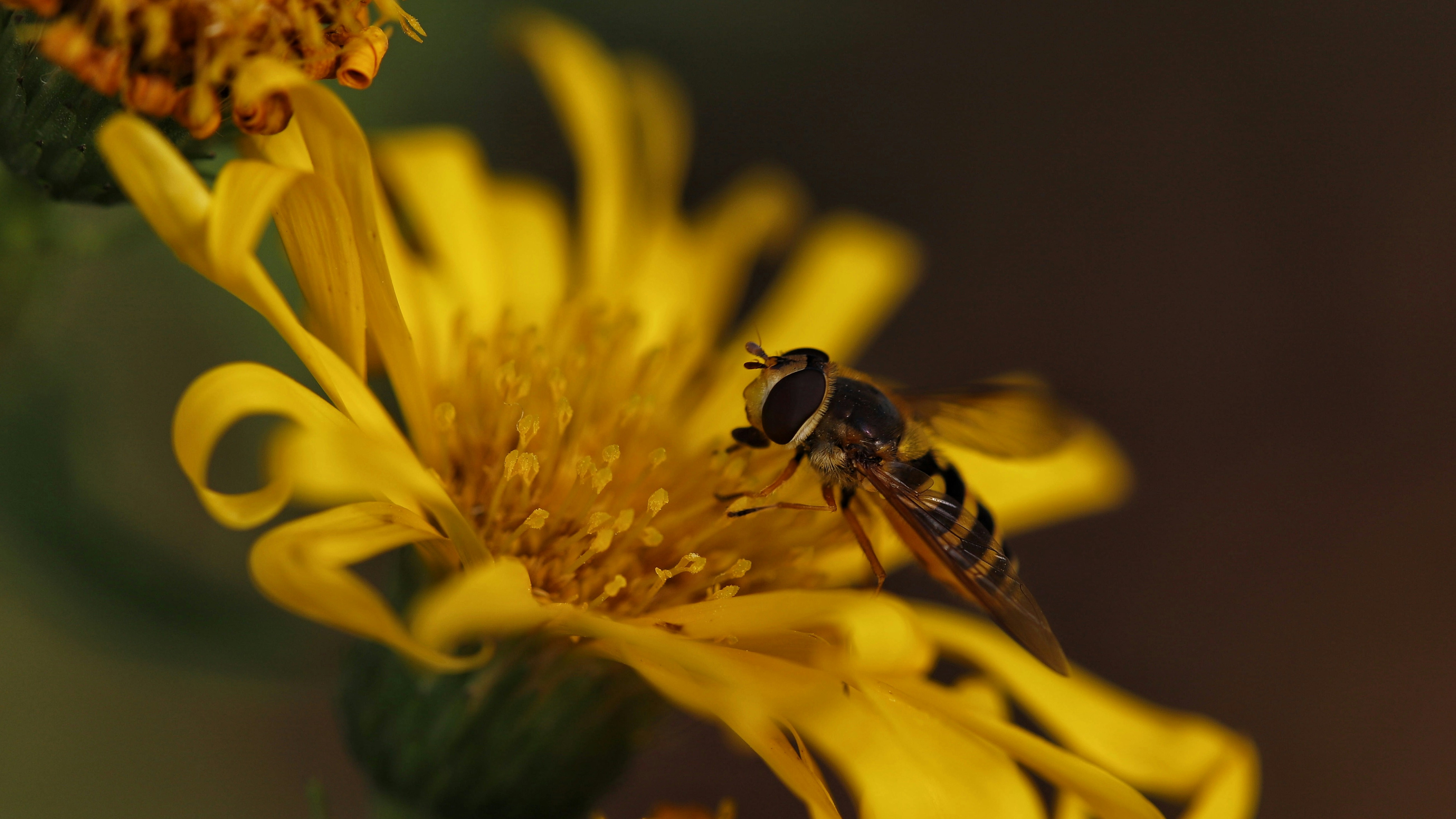 a bee on a yellow flower