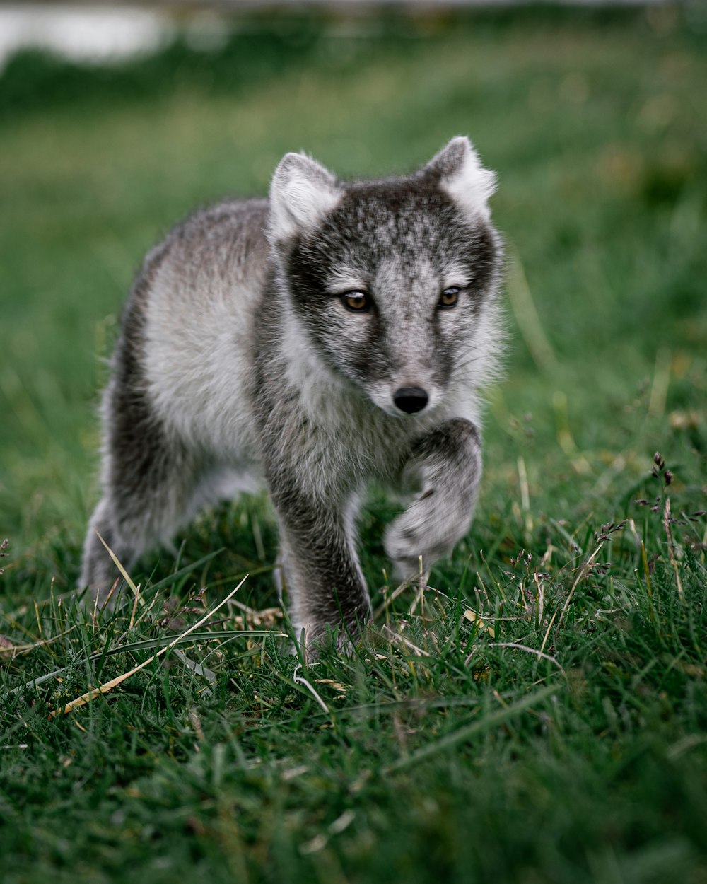 a small animal running in grass