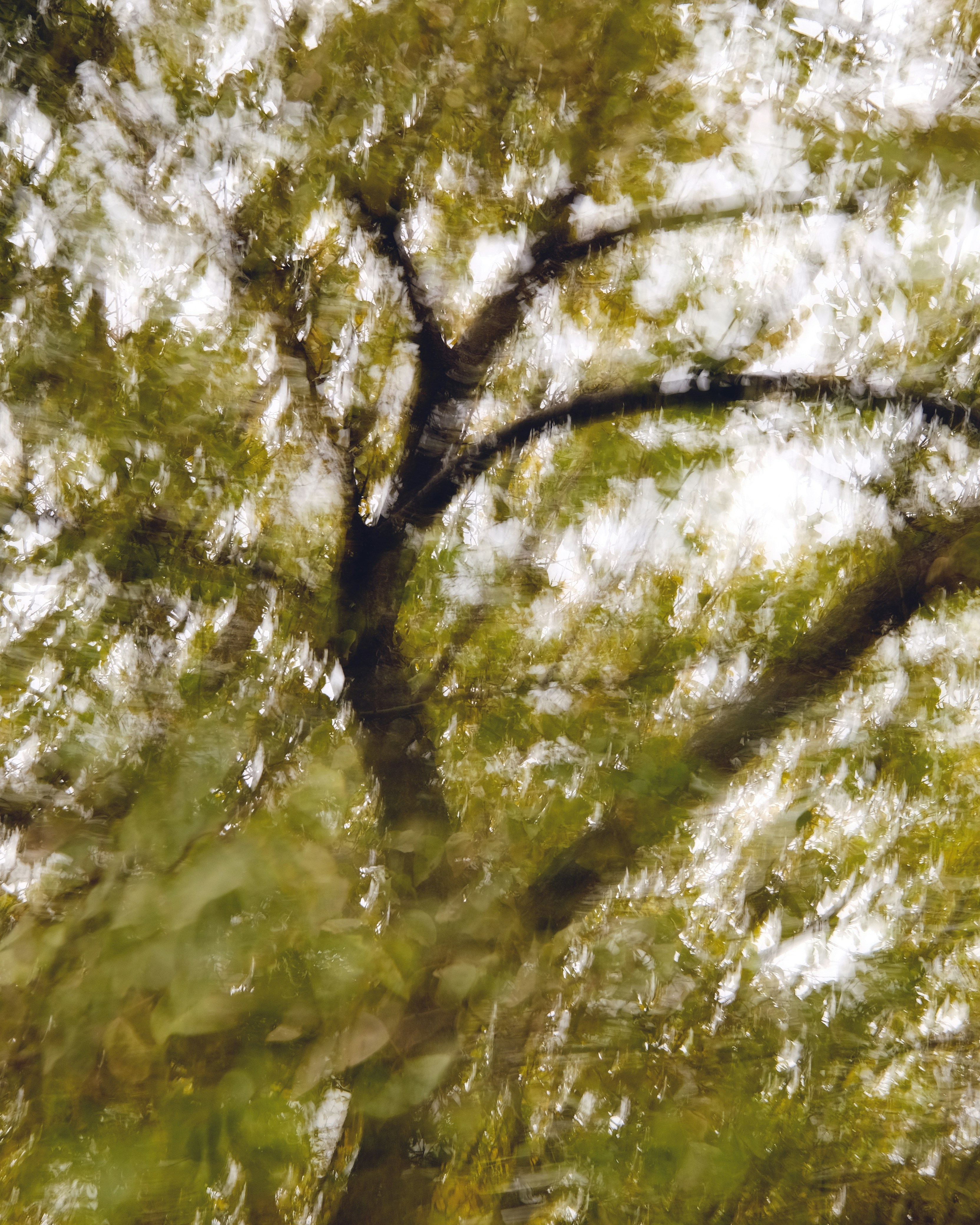 a tree with white flowers