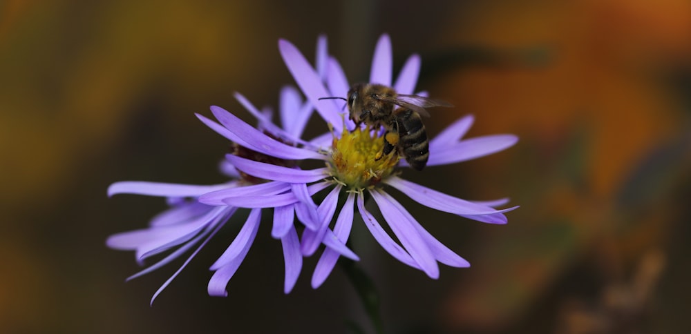 a bee on a purple flower