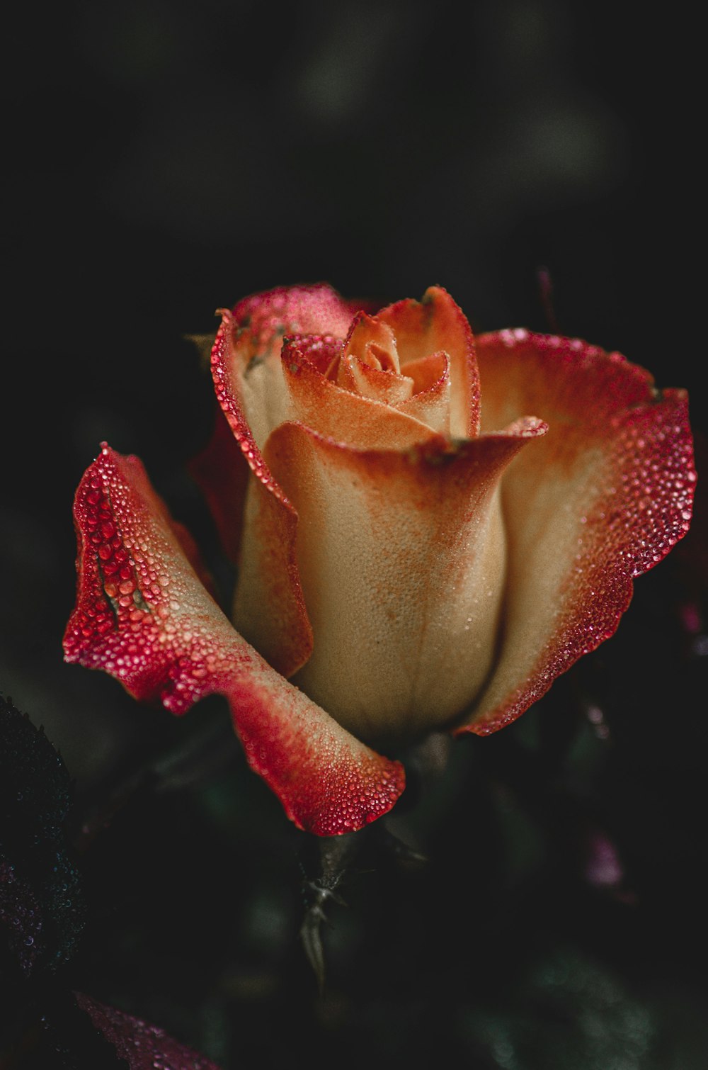 a close up of a red flower