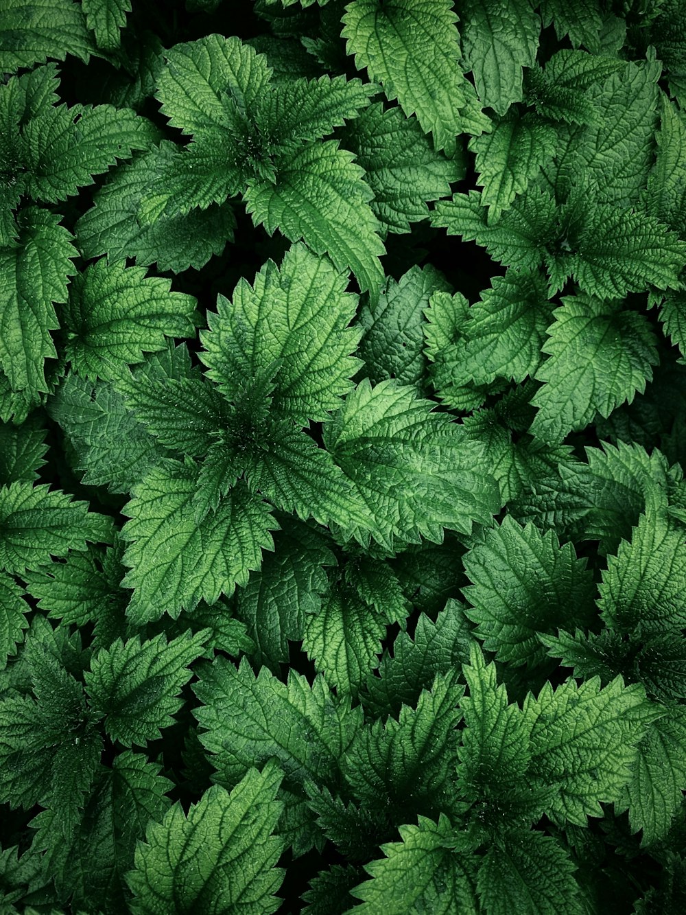 a large group of green plants