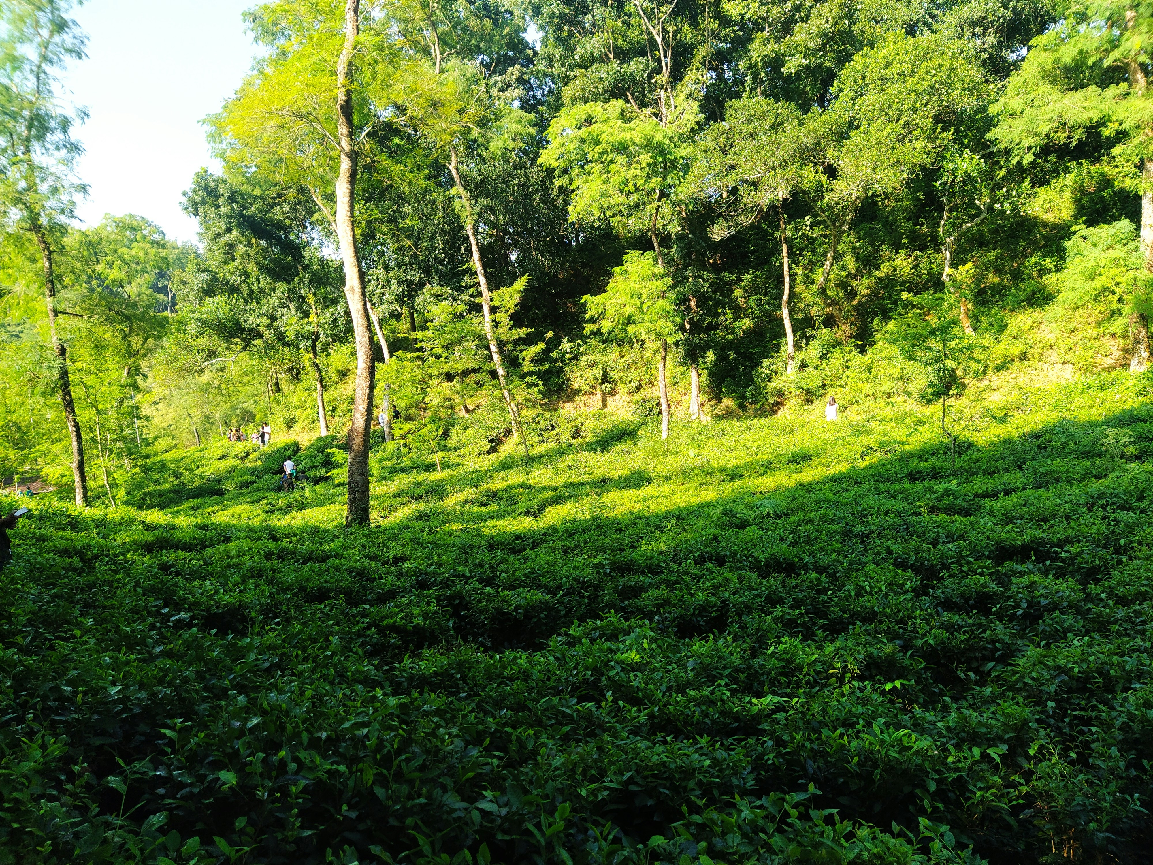 Tea Garden view from Lakkatura Tea Garden.