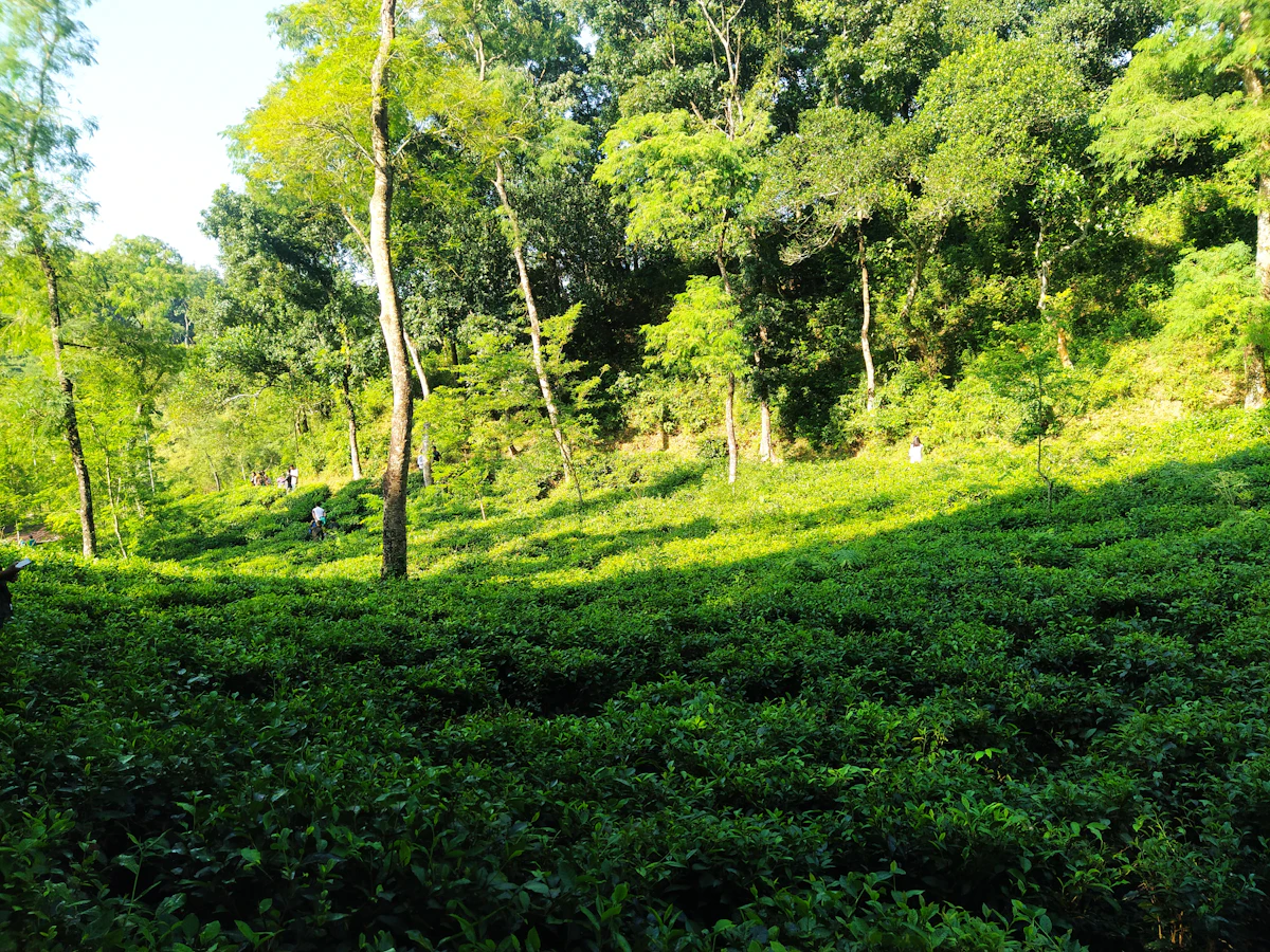 Bisnakandi