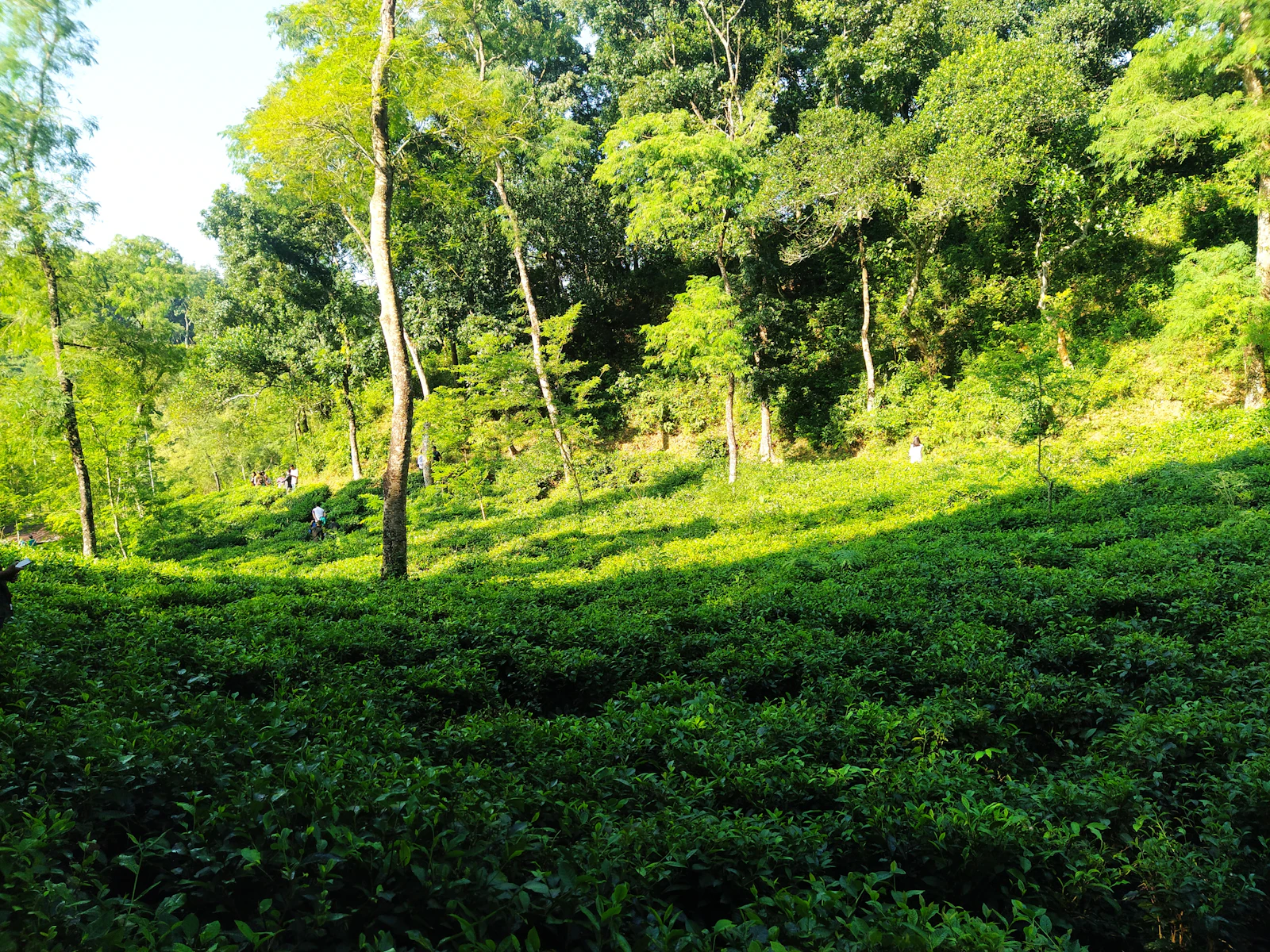 A green tea hill with trees