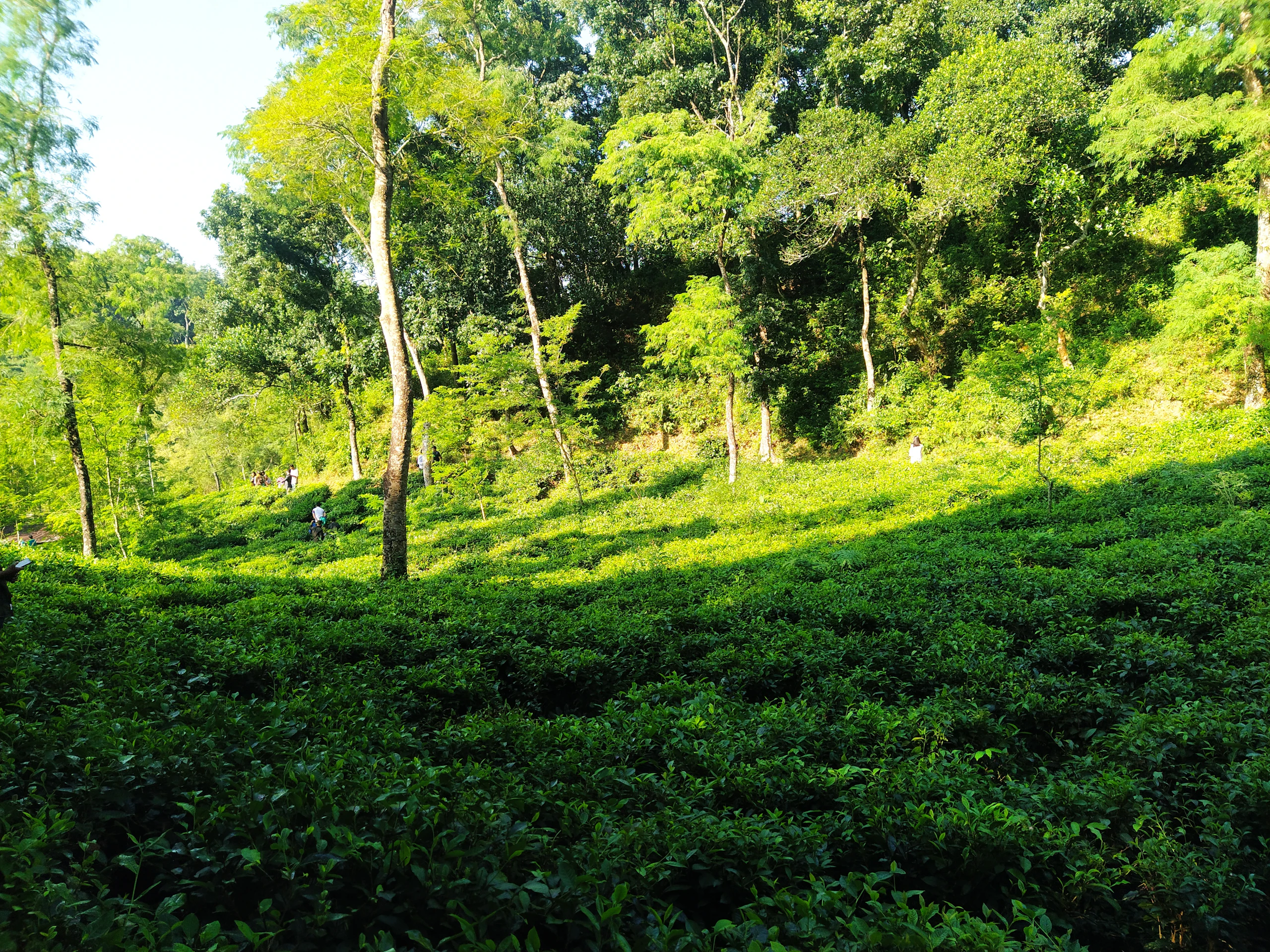 Rolling hill with trees