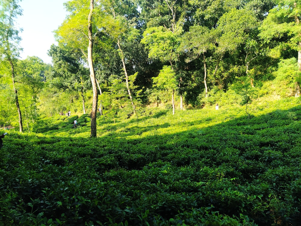 a grassy hill with trees on it