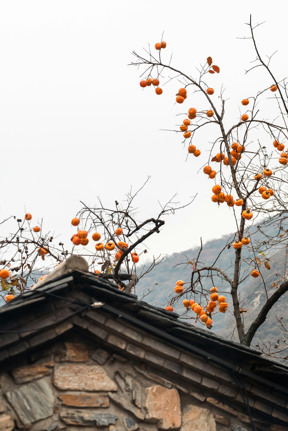a tree with orange berries