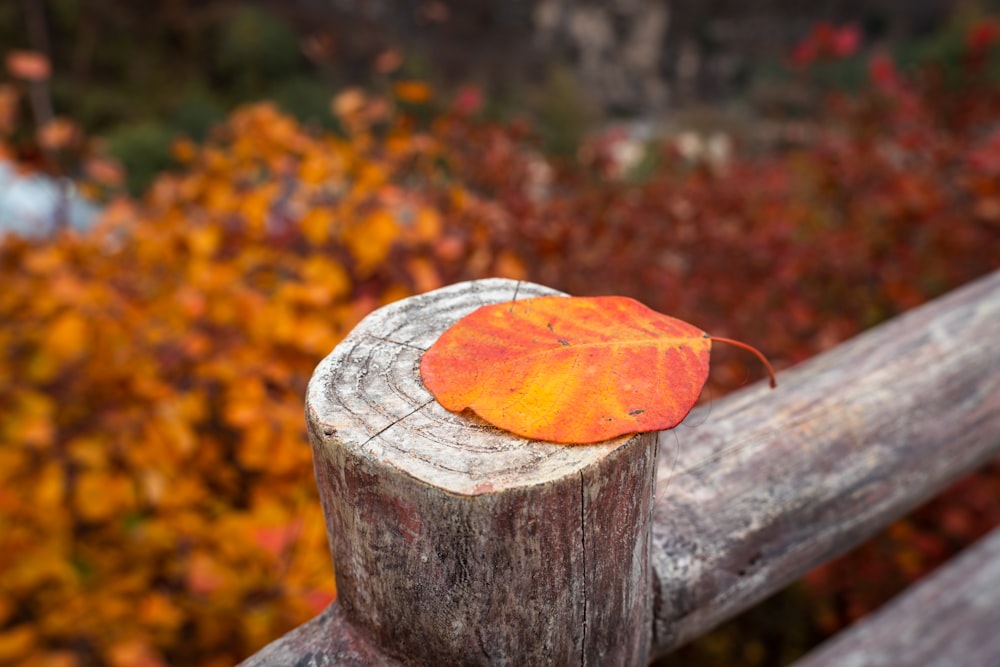 a snail on a tree stump