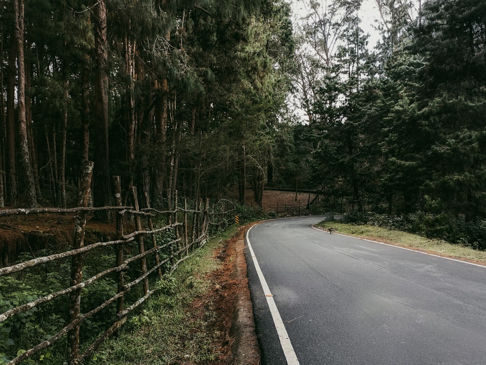 a road with trees on the side