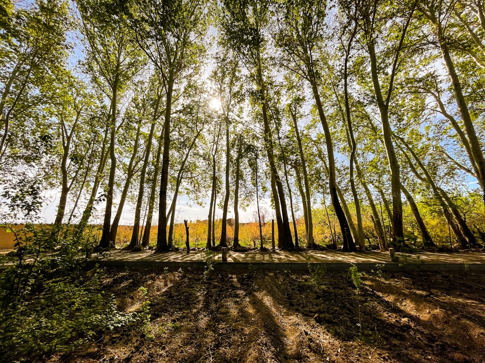 a forest of trees