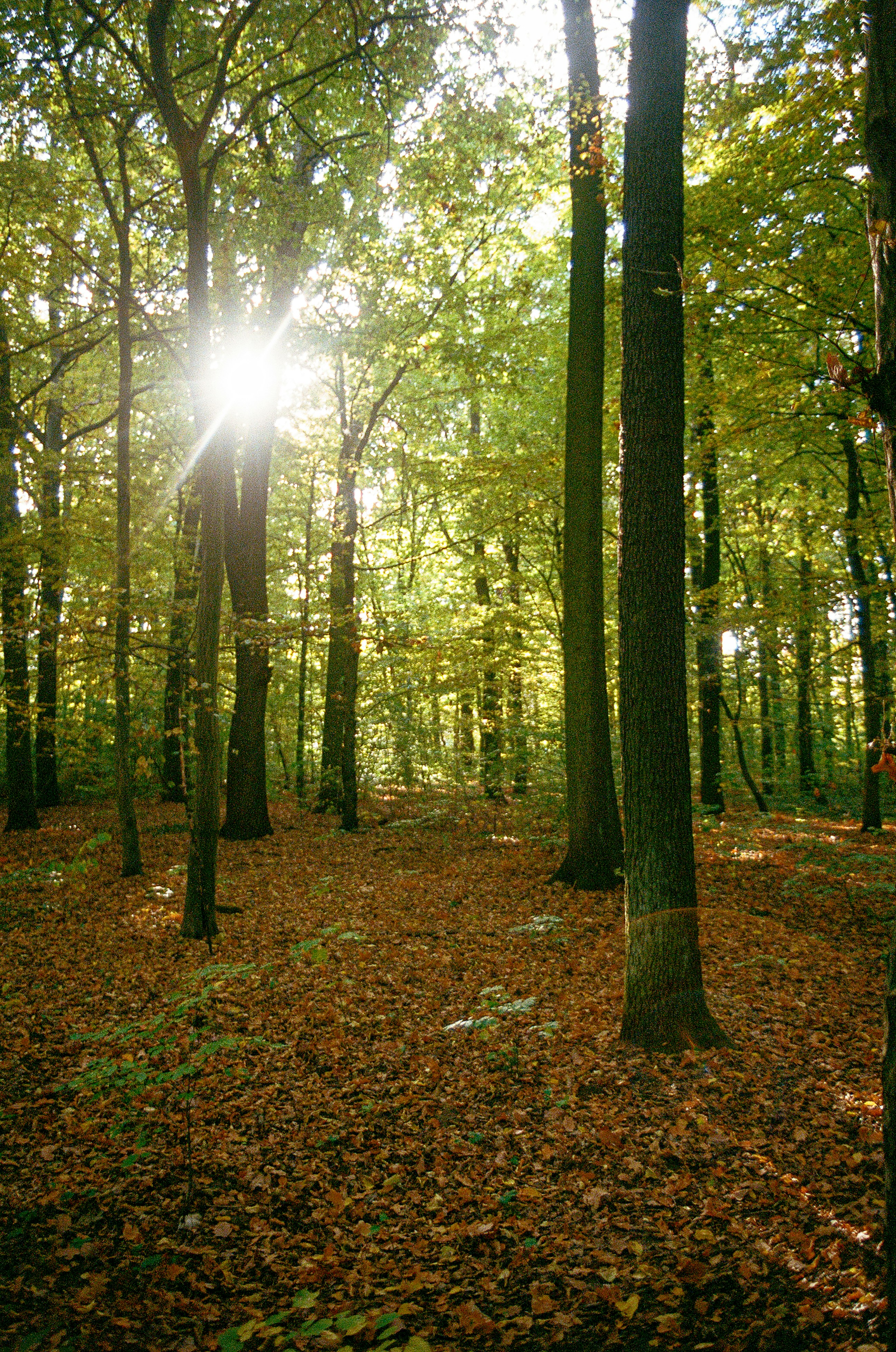 Photo by ivasyk_maryan25