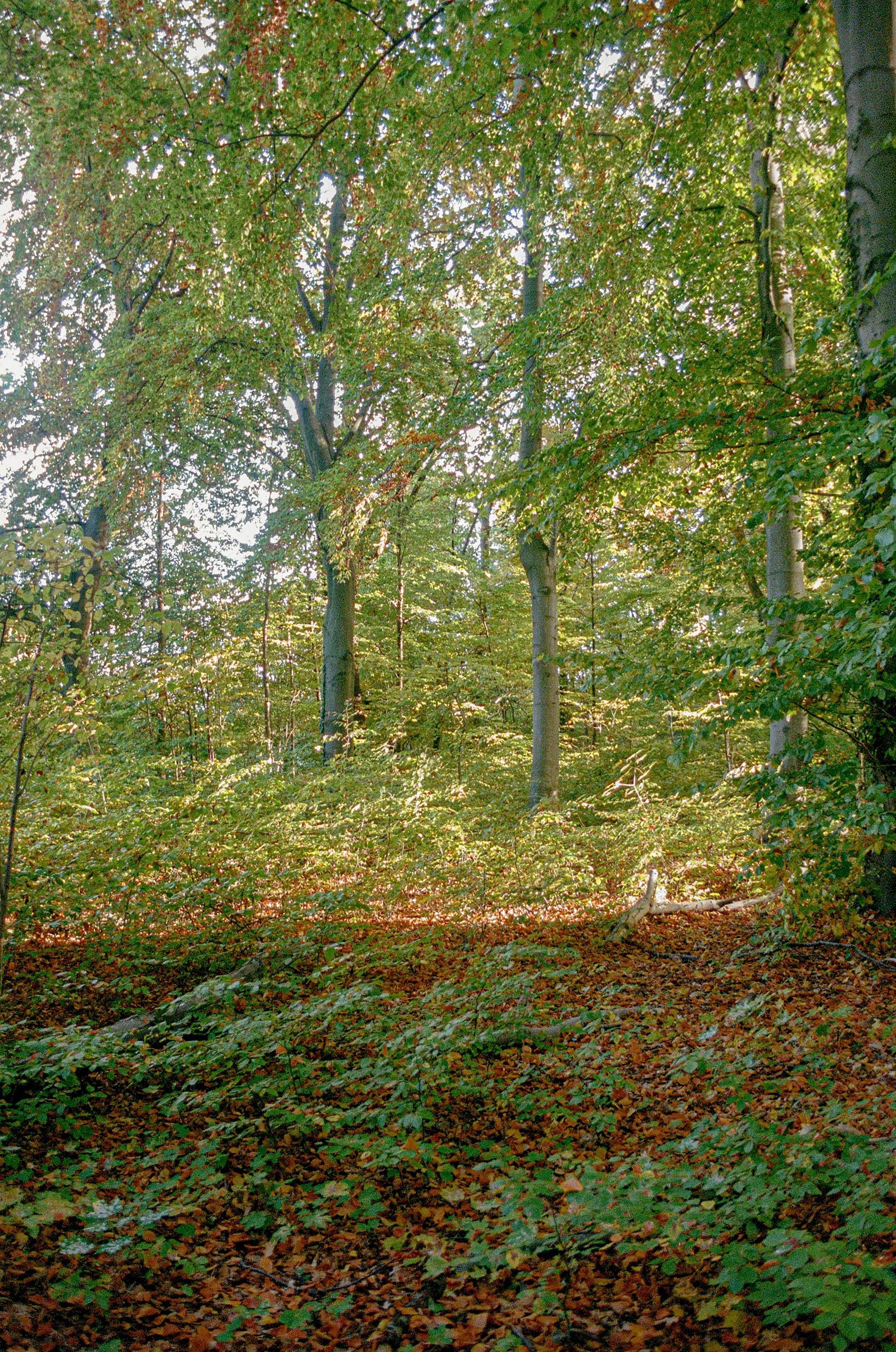 Photo by ivasyk_maryan25