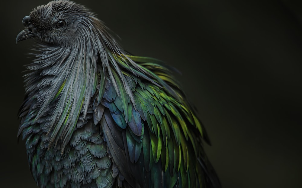 a green bird with a black background