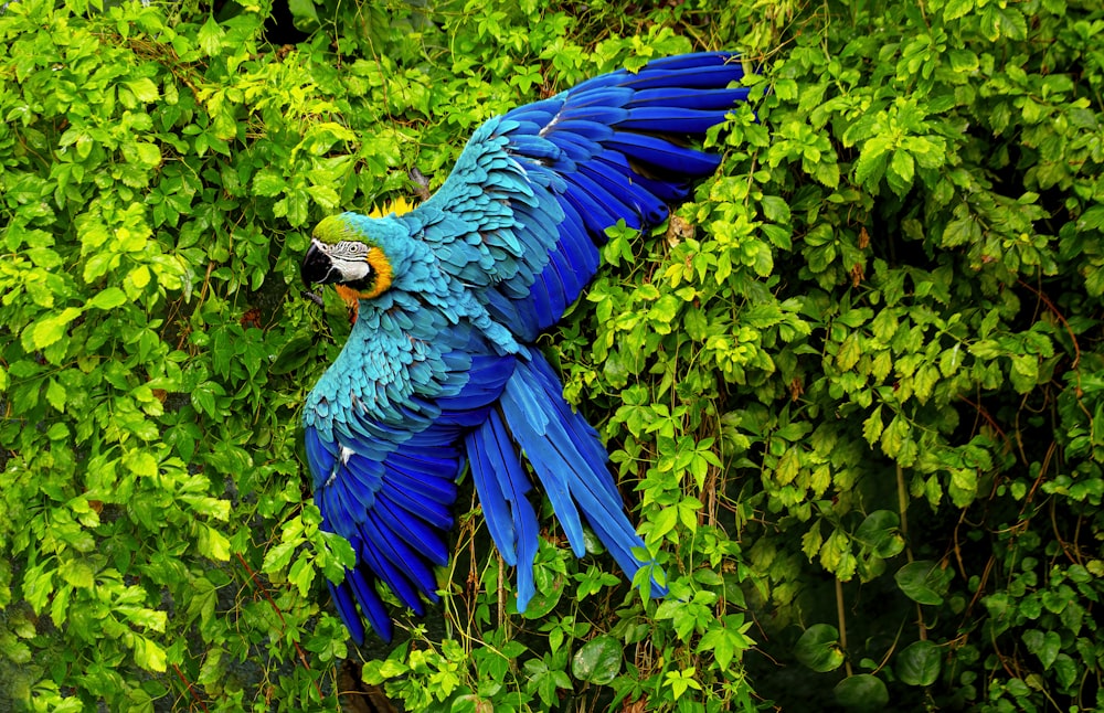 a blue bird with a yellow tail