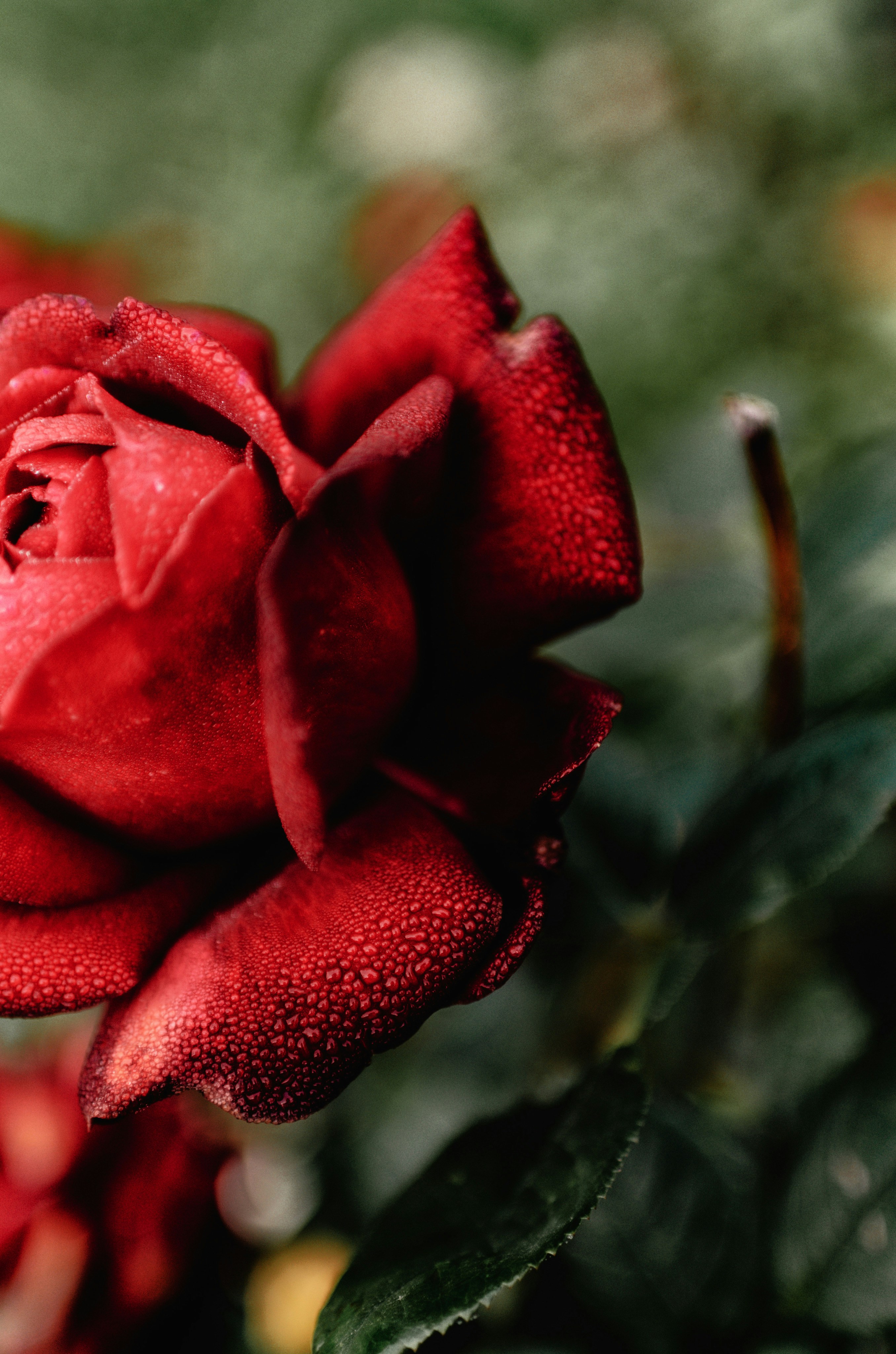 Photo by gamanalice3012