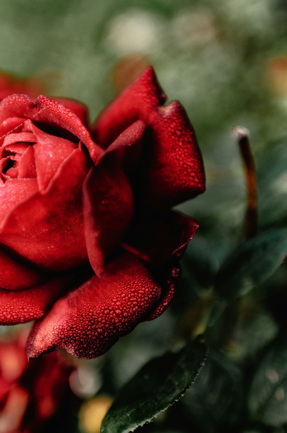 a close up of a red rose
