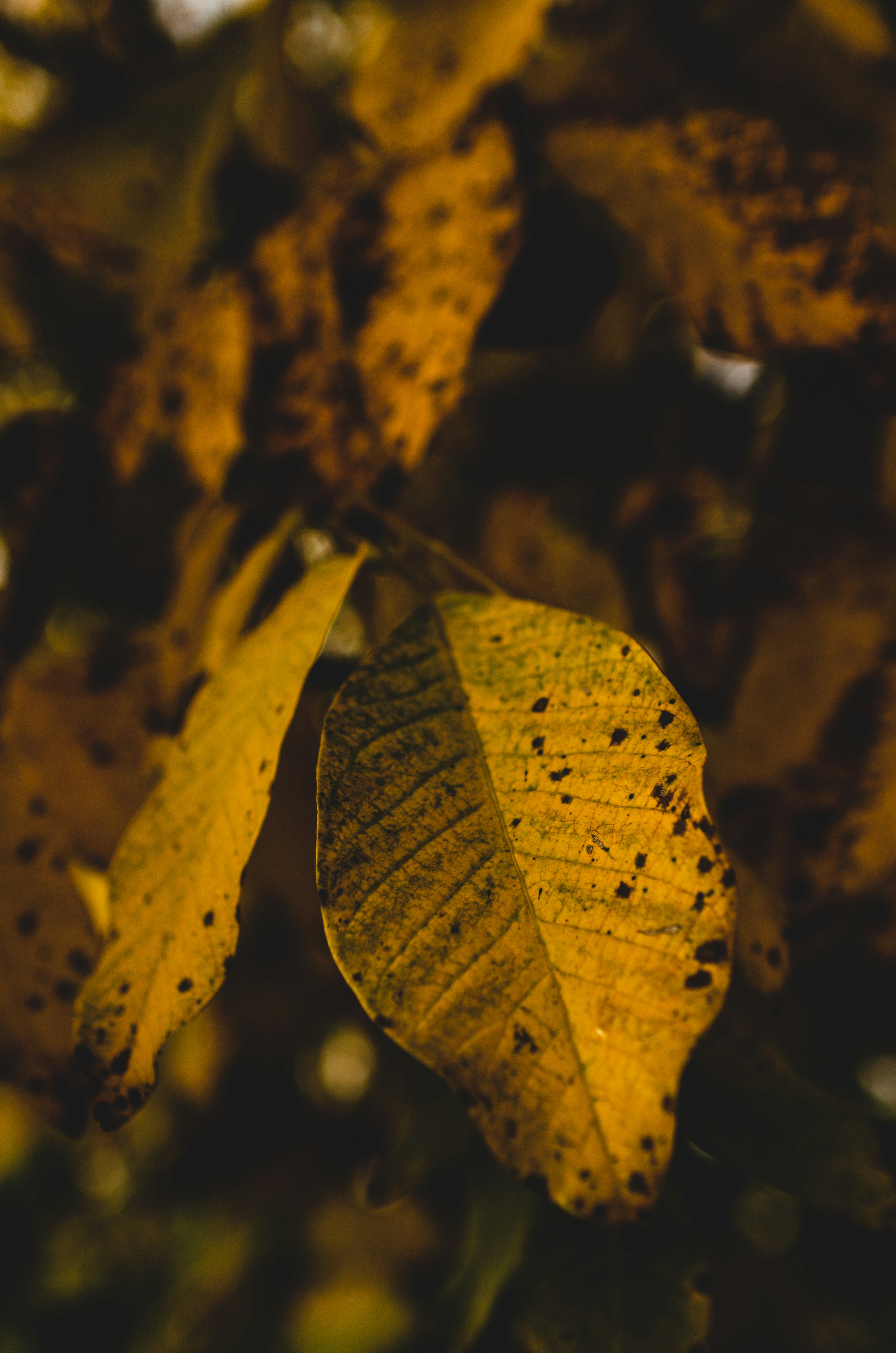 Photo by gamanalice3012