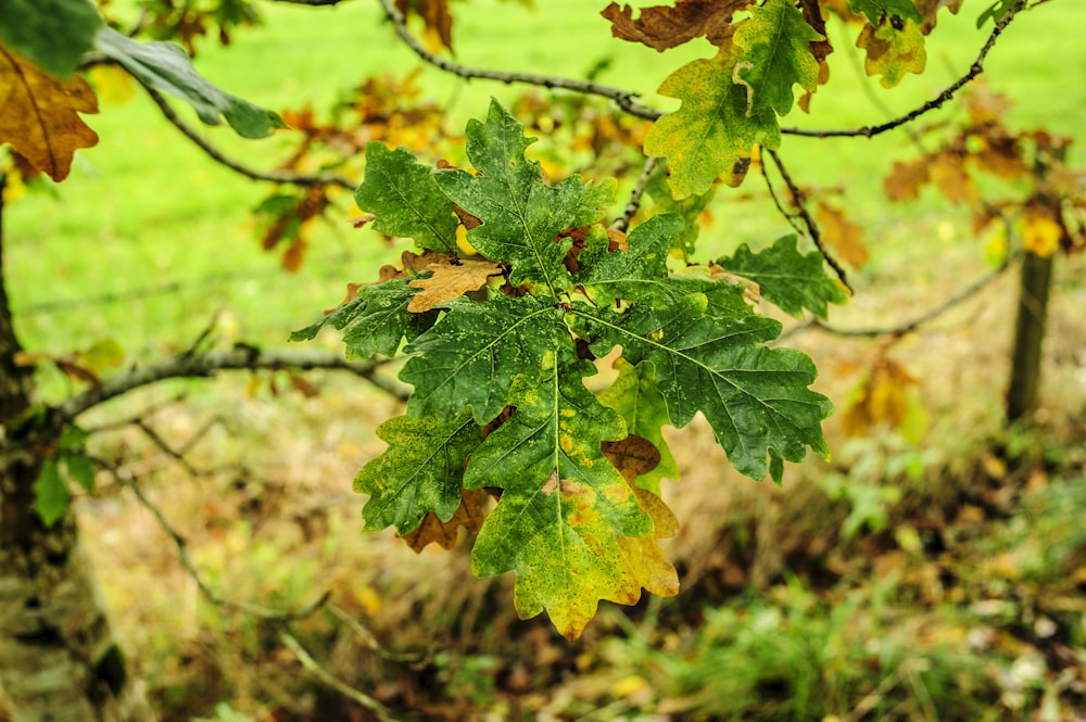 a close up of a green leaf