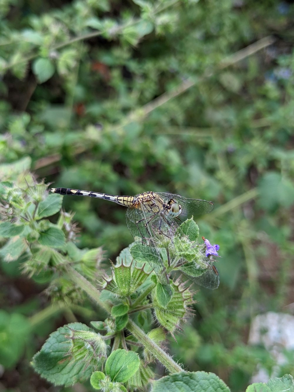 a dragonfly on a plant