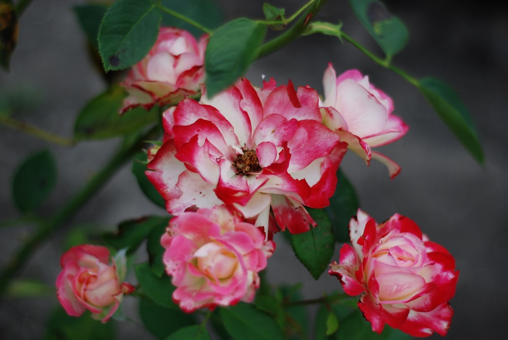 a group of pink flowers