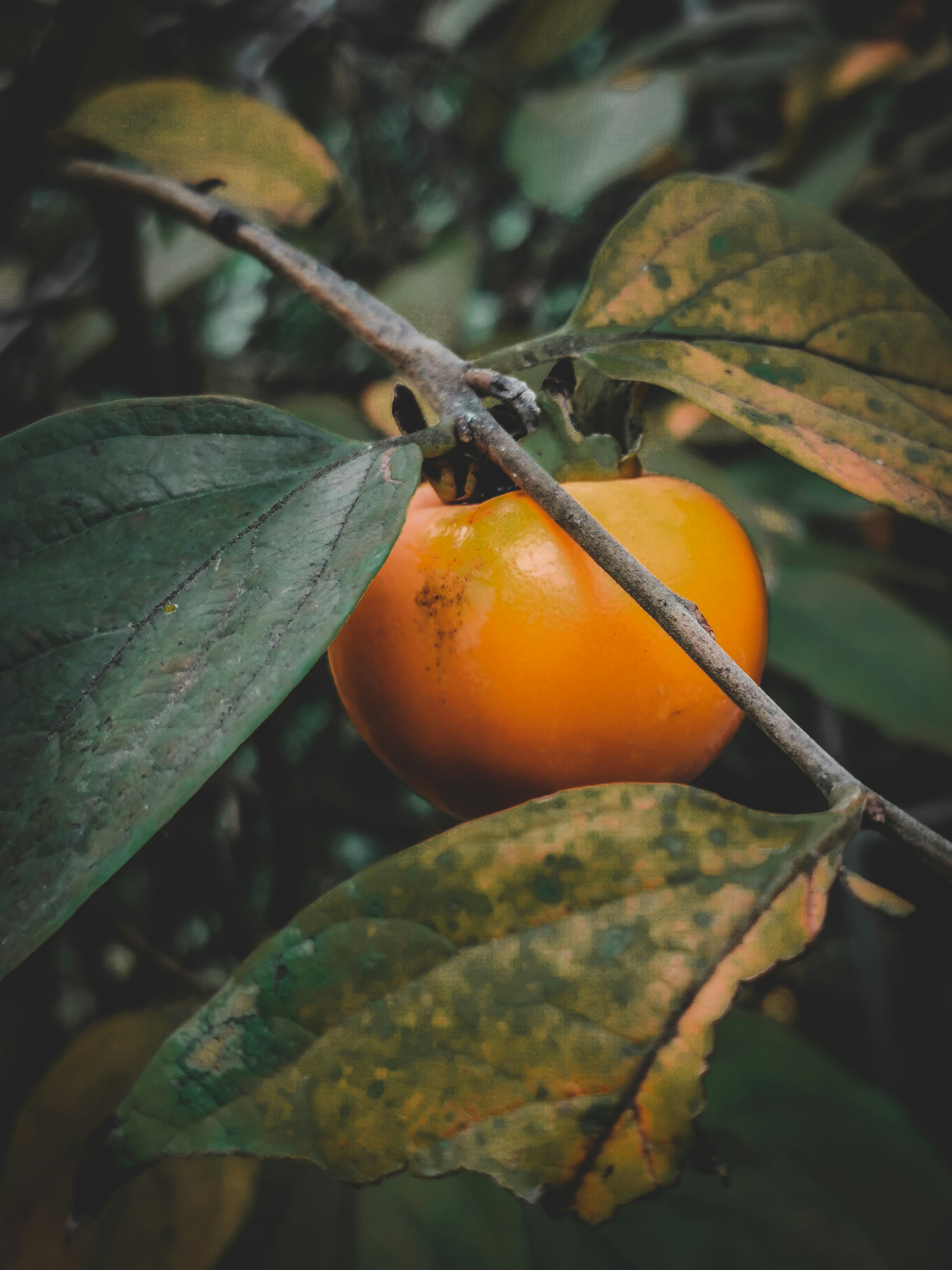 Photo by vetaneprina