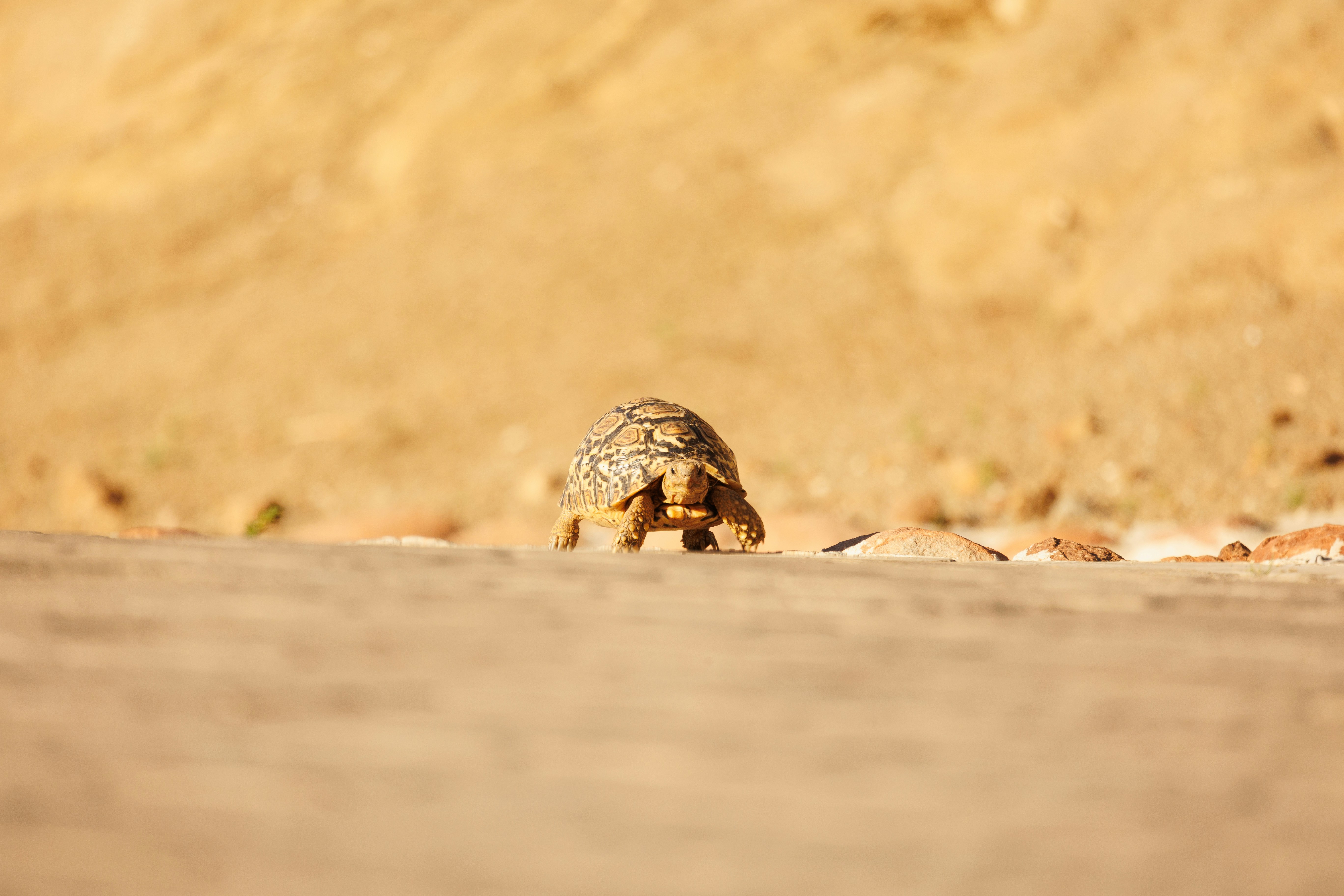 Photo by charl_durand