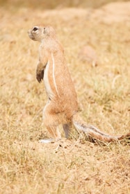 A small brown rodent stands on its hind legs in a dry, grassy field. Its fur has a mix of light and dark brown with white stripes along the sides. The background consists of pale, dry grass and a few scattered dirt patches.