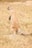 A small brown rodent stands on its hind legs in a dry, grassy field. Its fur has a mix of light and dark brown with white stripes along the sides. The background consists of pale, dry grass and a few scattered dirt patches.